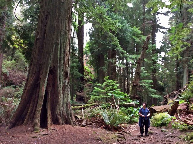 Forest-Cedar giant-marg drybr-LHP