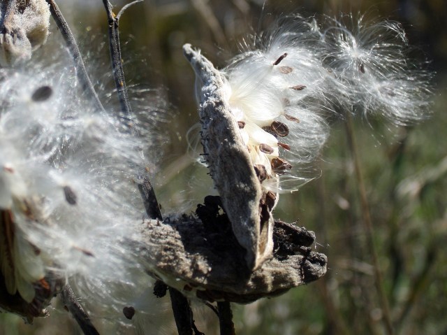 Milkweed seeding-close