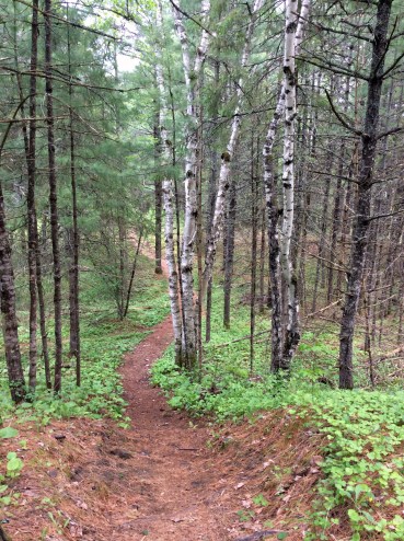 Path birch pine forest PPP