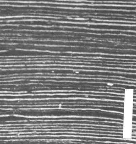 Varve laminations Elk Lake