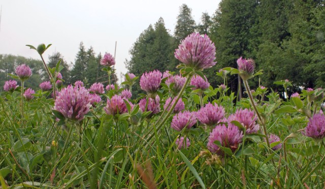 Clover red field by RT f22 Jun