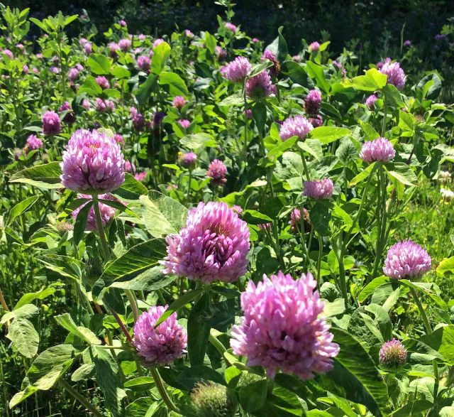 Flower clover patch 2 upper TC