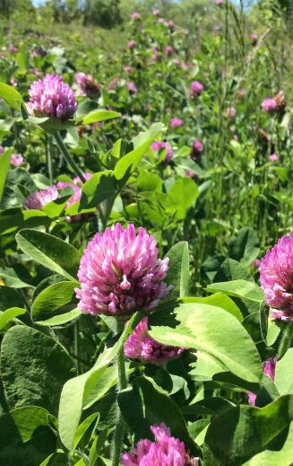 Flower clover patch upper TC