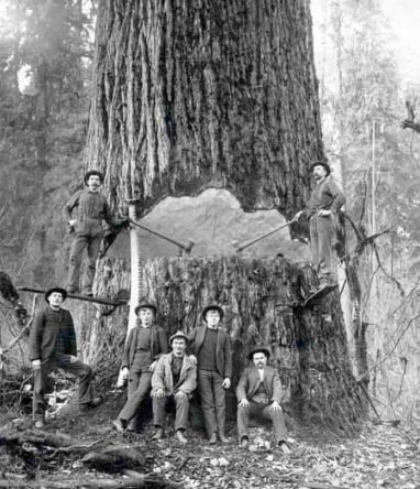 Loggers springboard system Douglas-fir-1890s