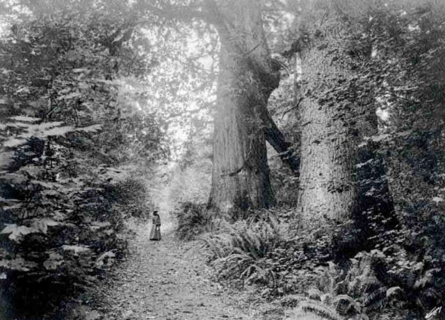 Victorian woman giant trees 1901