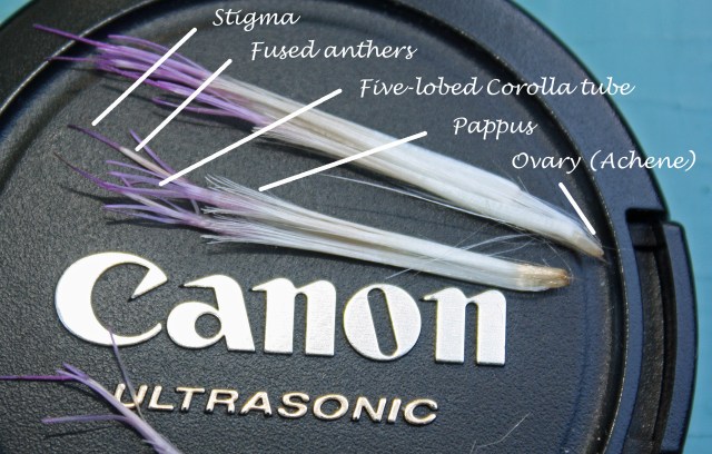 Labelled tubular floret lens cap