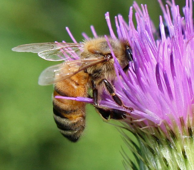 Thistle honey bee 2 closer