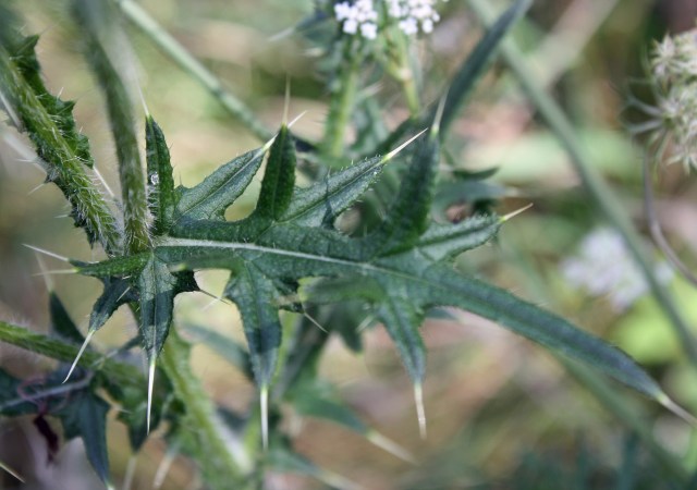 Thistle lanceolate leaf spines Pb