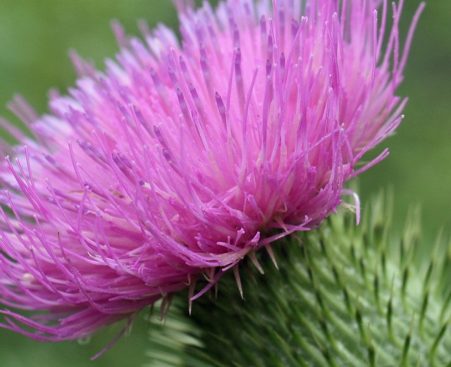 Thistle very close Pb copy