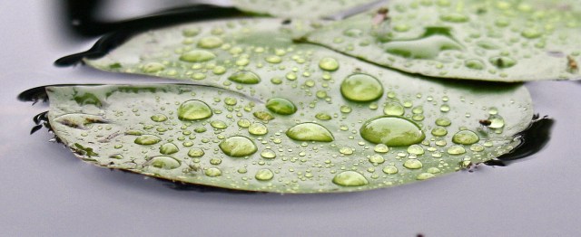 Pond lily close 2 mouth TC