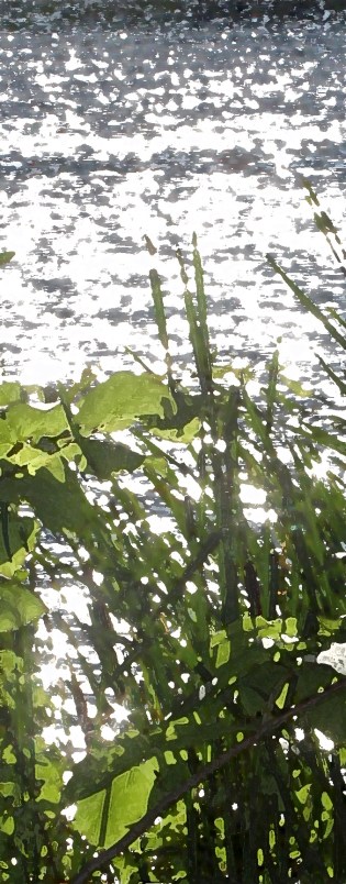 Reeds and water sparkles drybr Otonabee