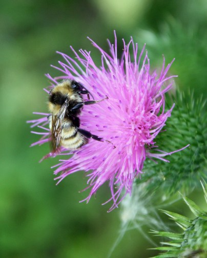 Thistle bumblebee feeding Pb