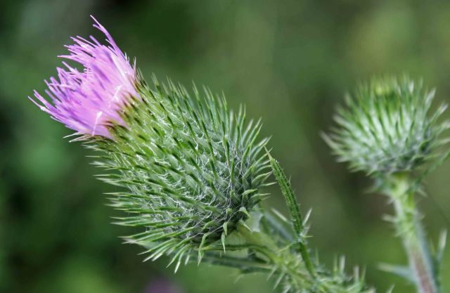 Thistle emerging bloom Pb