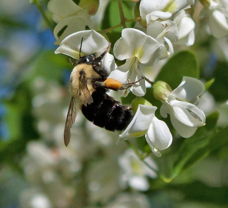 Locust Bee The Sweet Ambrosia of Black Locust—Foraging – The Meaning of Water
