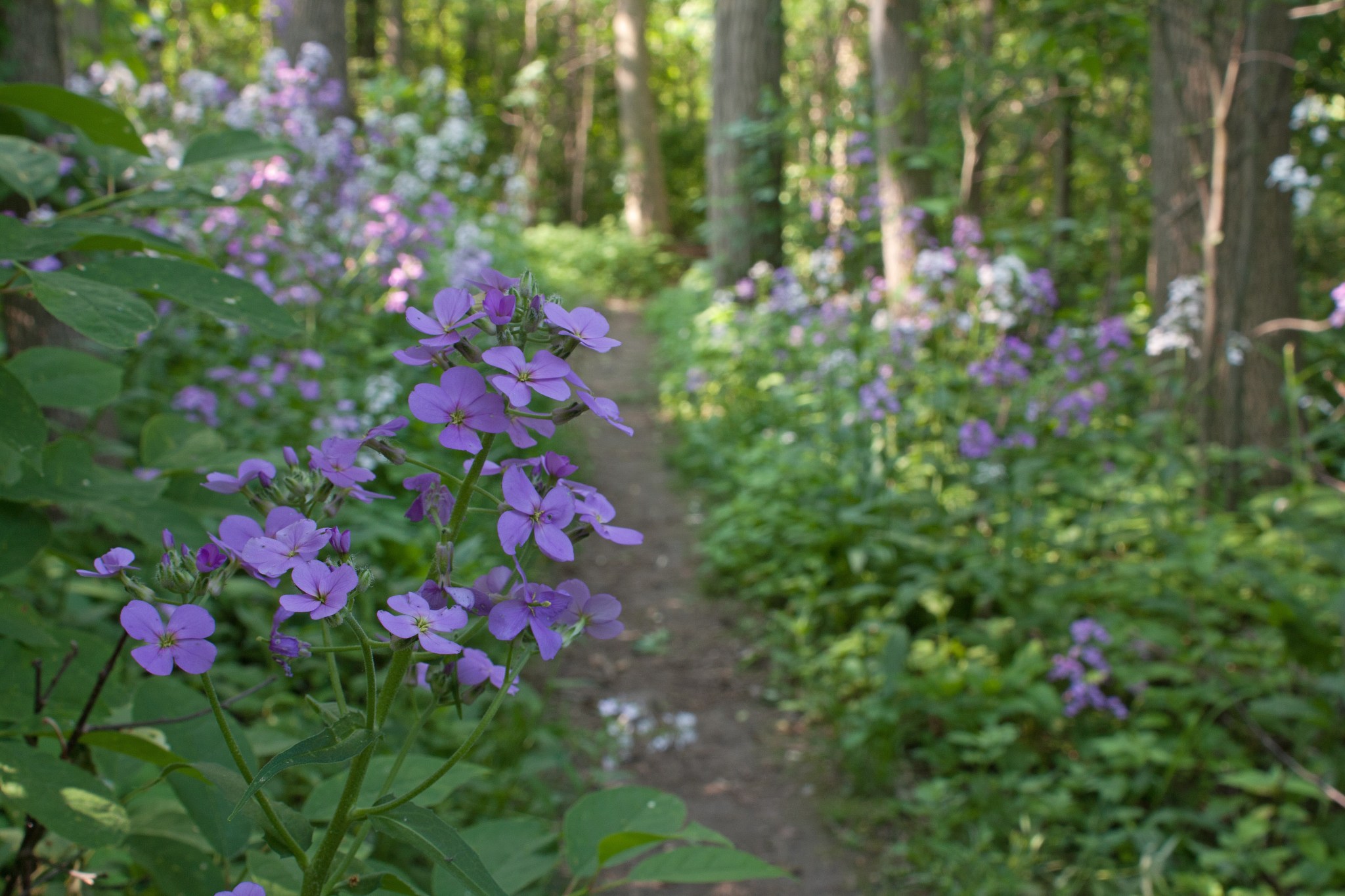 [Image: damesrocket-path-forest-f11-jun-fw.jpg?w=2048]
